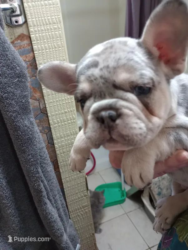 blue&tan merle, a male French Bulldog for sale in Lancaster, CA – Photo 1 of 1