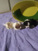 AKC Girl, a female Cavalier King Charles Spaniel for sale in Lancaster, CA – Photo 3 of 3