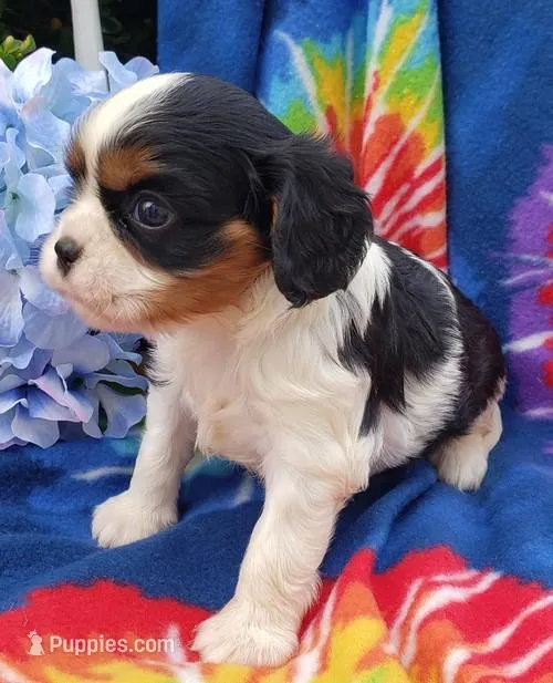 AKC Girl, a female Cavalier King Charles Spaniel for sale in Lancaster, CA – Photo 1 of 3