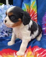 AKC Girl, a female Cavalier King Charles Spaniel for sale in Lancaster, CA – Photo 1 of 3