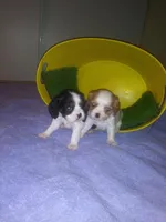 AKC Girl, a female Cavalier King Charles Spaniel for sale in Lancaster, CA – Photo 2 of 3