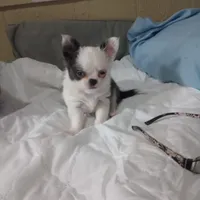 Blue boy, a male Chihuahua for sale in Lancaster, CA – Photo 2 of 6