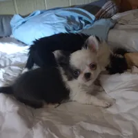 Blue boy, a male Chihuahua for sale in Lancaster, CA – Photo 5 of 6