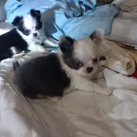 Blue boy, a male Chihuahua for sale in Lancaster, CA – Photo 1 of 6