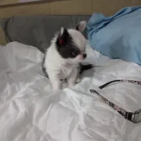 Blue boy, a male Chihuahua for sale in Lancaster, CA – Photo 3 of 6