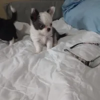 Blue boy, a male Chihuahua for sale in Lancaster, CA – Photo 6 of 6