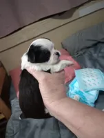 Blue boy, a male Chihuahua for sale in Lancaster, CA – Photo 2 of 2