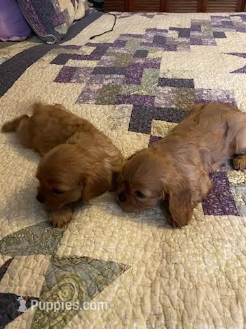 AKC Ruby Boy, a male Cavalier King Charles Spaniel for sale in Lancaster, CA – Photo 1 of 3