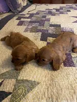 AKC Ruby Boy, a male Cavalier King Charles Spaniel for sale in Lancaster, CA – Photo 1 of 3