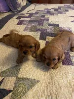 AKC Ruby Boy, a male Cavalier King Charles Spaniel for sale in Lancaster, CA – Photo 2 of 3