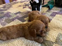 AKC Ruby Boy, a male Cavalier King Charles Spaniel for sale in Lancaster, CA – Photo 3 of 3