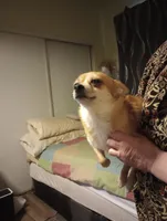 foxy, a female Chihuahua for sale in Lancaster, CA – Photo 5 of 6