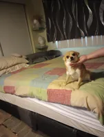 foxy, a female Chihuahua for sale in Lancaster, CA – Photo 4 of 6