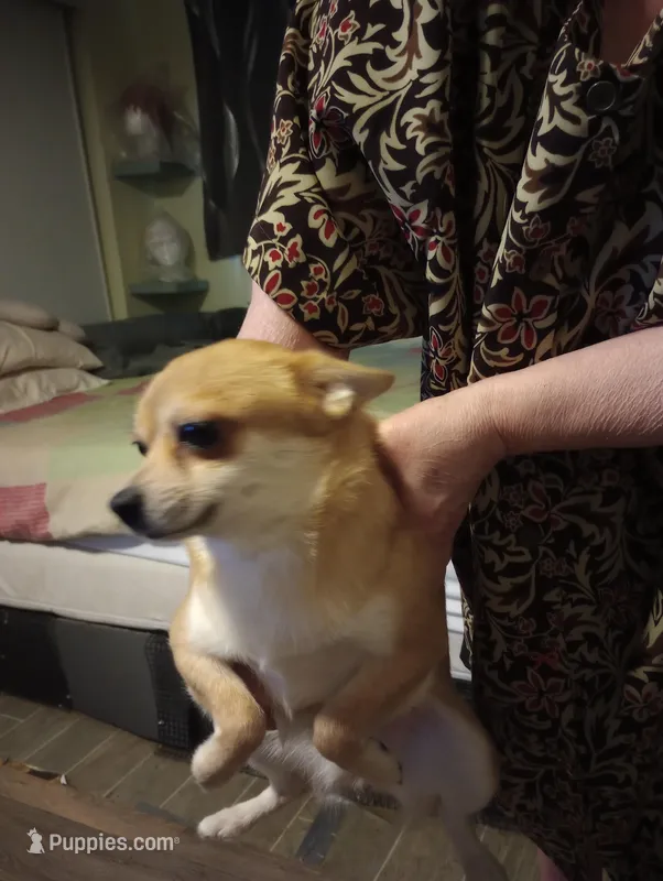 foxy, a female Chihuahua for sale in Lancaster, CA – Photo 1 of 6