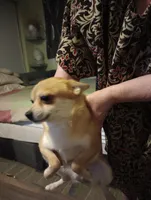 foxy, a female Chihuahua for sale in Lancaster, CA – Photo 1 of 6