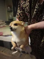 foxy, a female Chihuahua for sale in Lancaster, CA – Photo 2 of 6