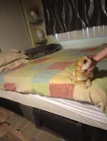 foxy, a female Chihuahua for sale in Lancaster, CA – Photo 3 of 6