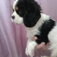Try girl, a female Cavalier King Charles Spaniel for sale in Lancaster, CA – Photo 1 of 4