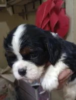 Try girl, a female Cavalier King Charles Spaniel for sale in Lancaster, CA – Photo 2 of 4