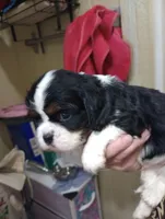 Try girl, a female Cavalier King Charles Spaniel for sale in Lancaster, CA – Photo 4 of 4