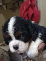 Try girl, a female Cavalier King Charles Spaniel for sale in Lancaster, CA – Photo 3 of 4
