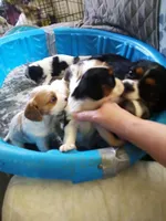 girl pup, a female Cavalier King Charles Spaniel for sale in Lancaster, CA – Photo 2 of 2