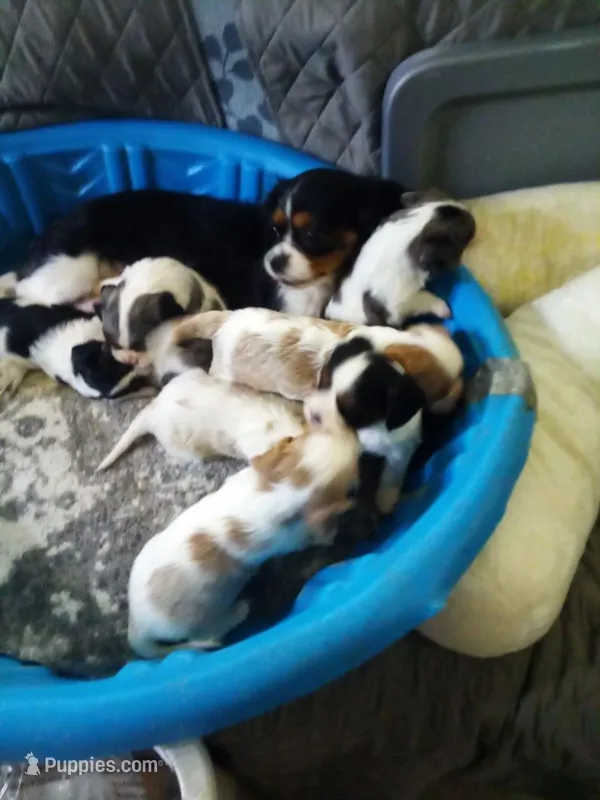 girl pup, a female Cavalier King Charles Spaniel for sale in Lancaster, CA – Photo 1 of 2