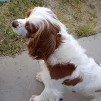 Cookie, a female Cavalier King Charles Spaniel for sale in Lancaster, CA – Photo 3 of 4