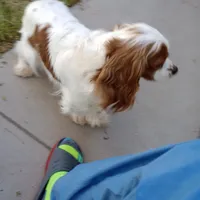 Cookie, a female Cavalier King Charles Spaniel for sale in Lancaster, CA – Photo 1 of 4
