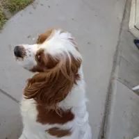 Cookie, a female Cavalier King Charles Spaniel for sale in Lancaster, CA – Photo 2 of 4