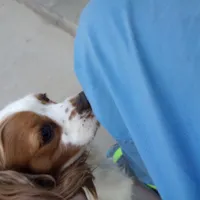 Cookie, a female Cavalier King Charles Spaniel for sale in Lancaster, CA – Photo 4 of 4