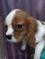 AKC red boy, a male Cavalier King Charles Spaniel for sale in Lancaster, CA – Photo 2 of 3