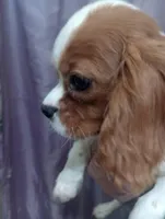 AKC red boy, a male Cavalier King Charles Spaniel for sale in Lancaster, CA – Photo 1 of 3