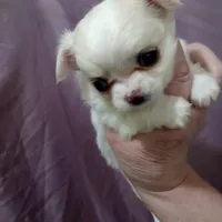 girl, a female Chihuahua for sale in Lancaster, CA – Photo 2 of 3