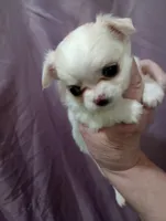 girl, a female Chihuahua for sale in Lancaster, CA – Photo 2 of 3