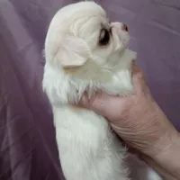 girl, a female Chihuahua for sale in Lancaster, CA – Photo 1 of 3