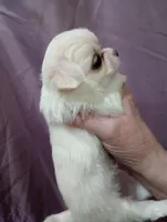 girl, a female Chihuahua for sale in Lancaster, CA – Photo 1 of 3