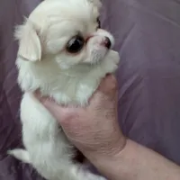 girl, a female Chihuahua for sale in Lancaster, CA – Photo 3 of 3