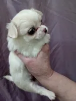 girl, a female Chihuahua for sale in Lancaster, CA – Photo 3 of 3