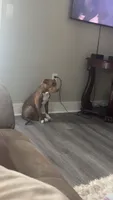 Nala, a female American Pit Bull Terrier for sale in Macon, GA – 1 of 2