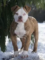 King, a male American Bulldog for sale in Michigan, MI – Photo 1 of 3