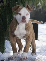 King, a male American Bulldog for sale in Michigan, MI – Photo 2 of 3