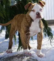King, a male American Bulldog for sale in Michigan, MI – Photo 3 of 3