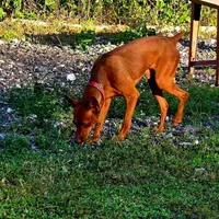 Logan, a male Miniature Pinscher for sale in Palm Beach, FL – Photo 4 of 5