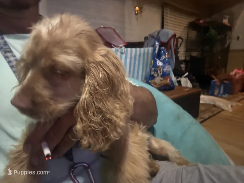 lady – Cocker Spaniel puppy for sale in Knoxville, TN