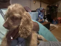 lady, a female Cocker Spaniel for sale in Knoxville, TN – 1 of 2