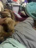 lady, a female Cocker Spaniel for sale in Knoxville, TN – 2 of 2