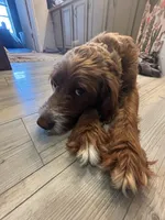 Banjo , a male Miniature Goldendoodle for sale in Springfield, CO – 8 of 10