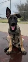 Uzi, a male Belgian Malinois and German Shepherd Dog for sale in Springfield, CO – 2 of 2
