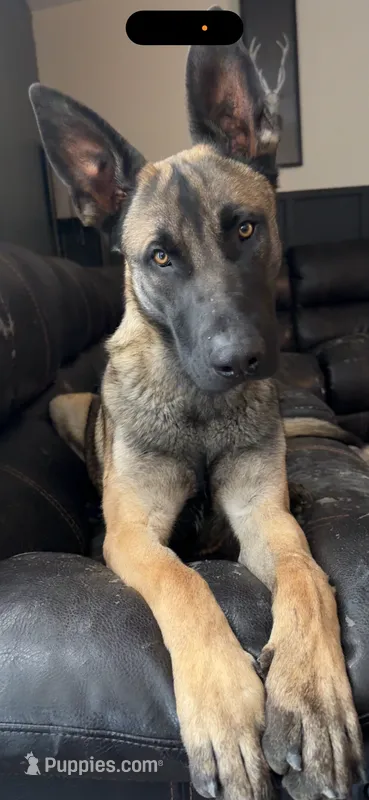 Uzi – Belgian Malinois, German Shepherd Dog puppy for sale in Springfield, CO